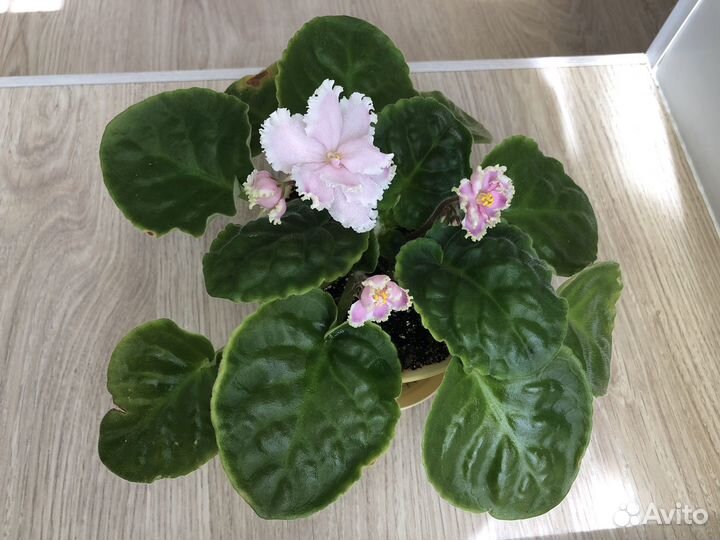 Фиалки цветущие в горшке