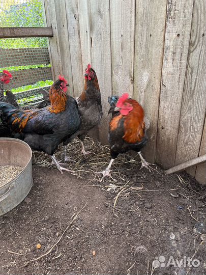 Петушки из цветного яичка