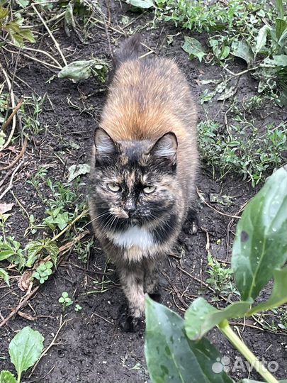 Кошка в дар