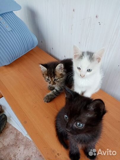 Котята бесплатно