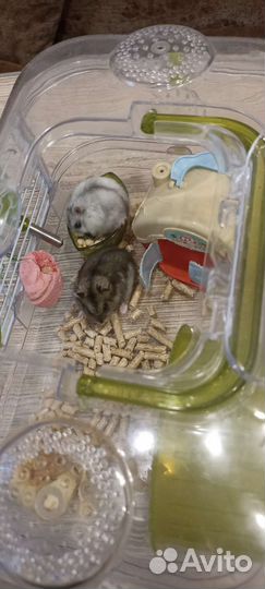 Джунгарский хомяк с клеткой