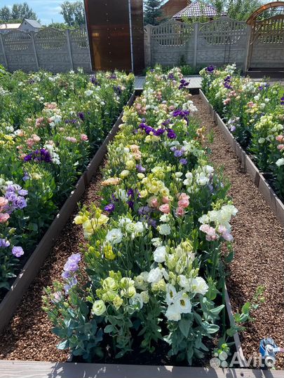 Цветы Эустома на срезку