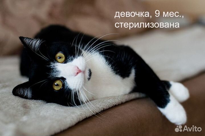 Черная. Красивая как с картинки. И др