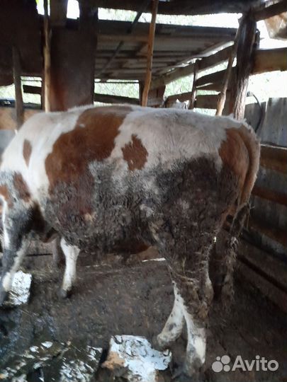 Быки и телки