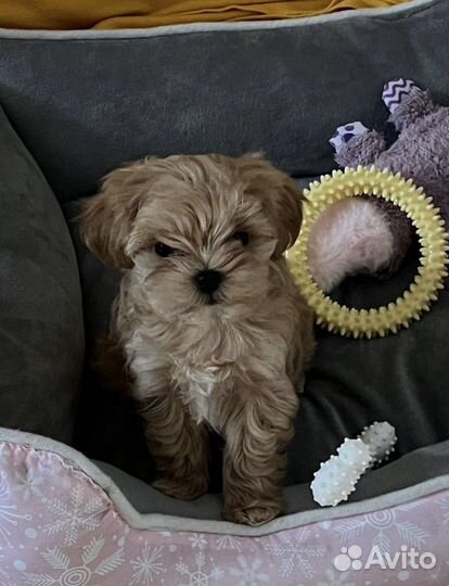 Щенки мальтипу f1 мини