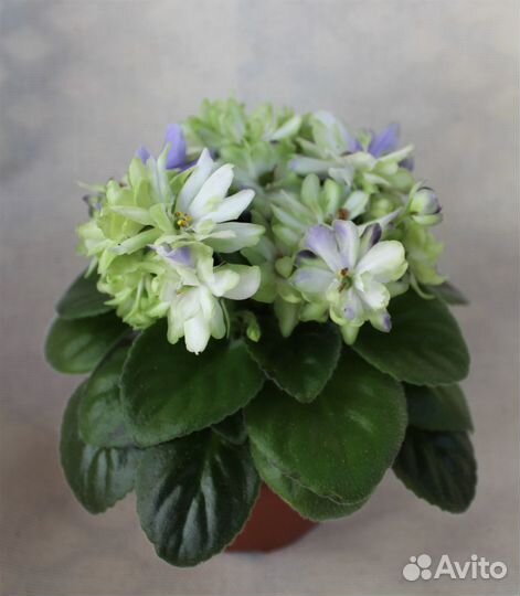 Продам фиалки по России и Крыму