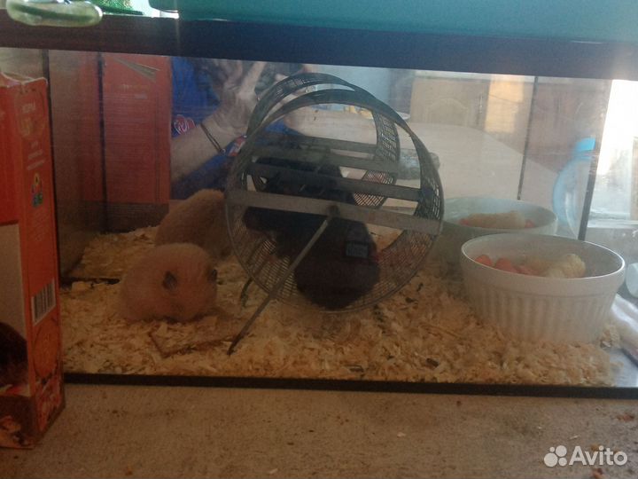 Сирийский хомяк