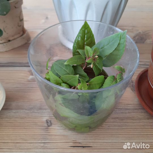 Крассула, эухарис, сансевиерия, фуксия