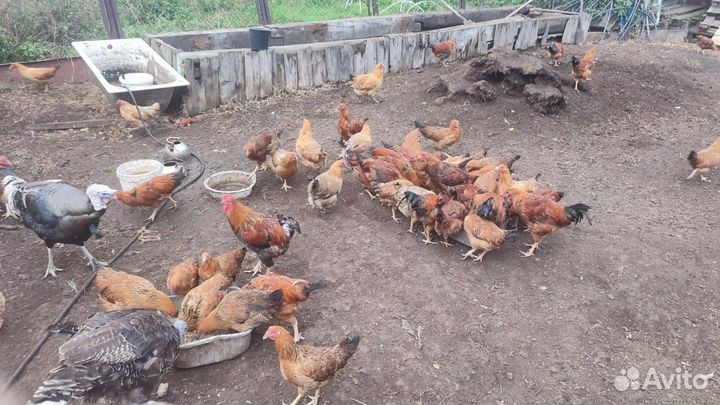 Петушки кучинские юбилейные