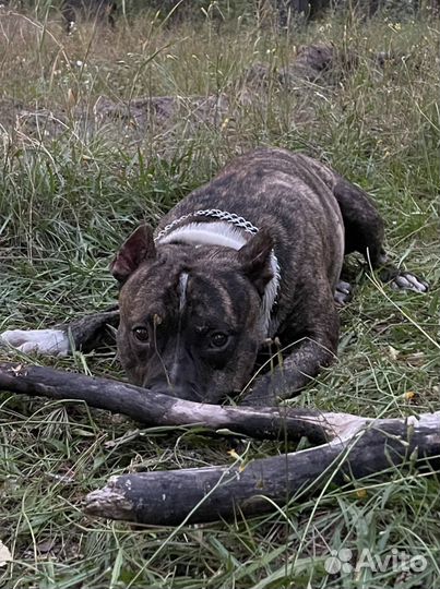 Вязка стаффорд