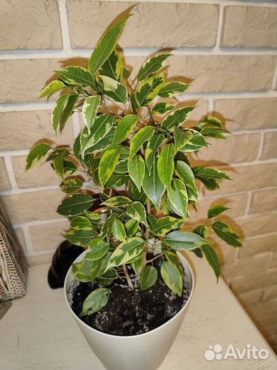 Домашние растения