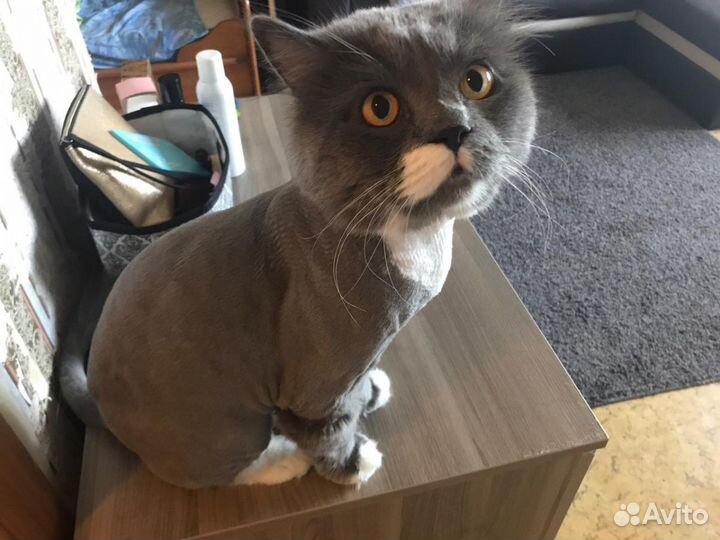 Стрижка кошек и собак (небольших)