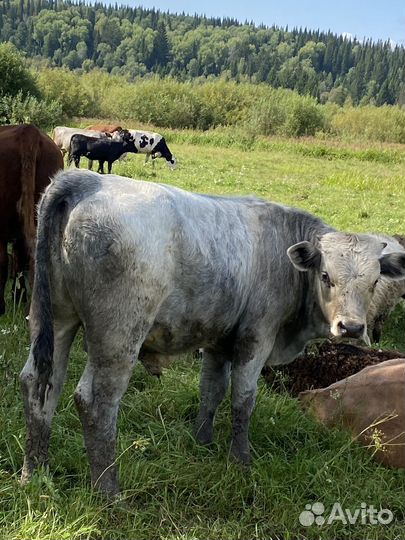 Продам сено в рулонах