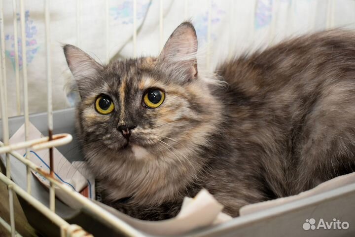 Кошка в дар