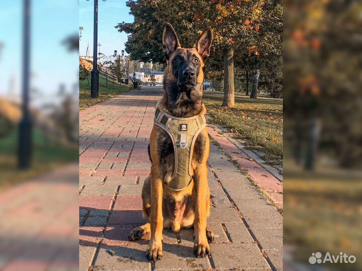 Кинолог. прогулка на провисшем поводке