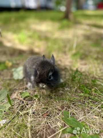 Маленький крольчонок мини карликовый минор объявление продам
