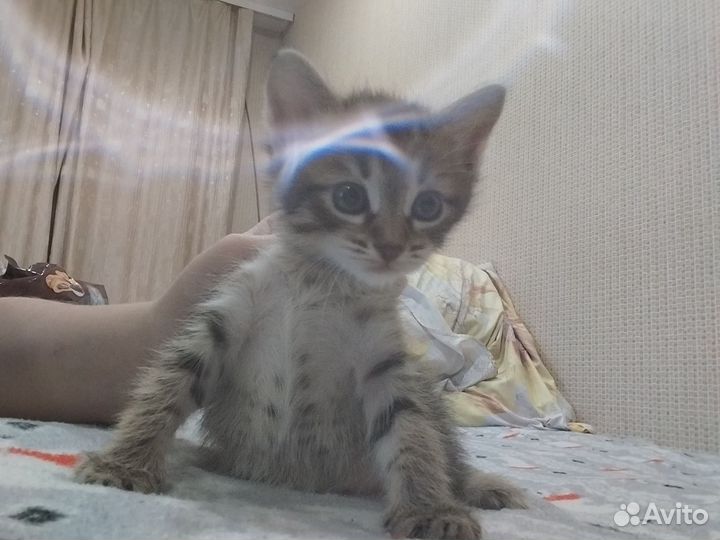 Котята