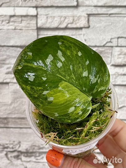 Сциндапсус вариегатный