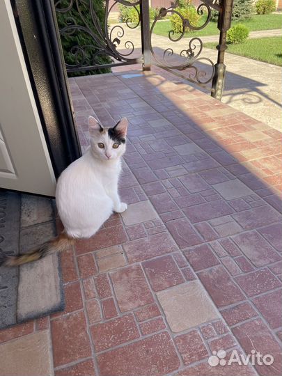 Кошка в дар