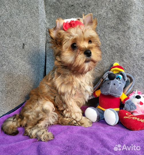 Красивая рыжая золотая русалка йорк