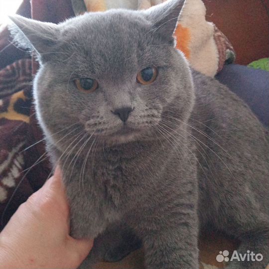 Британская