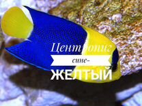 Центропиг сине-жёлтый, M (морская рыбка в наличии)