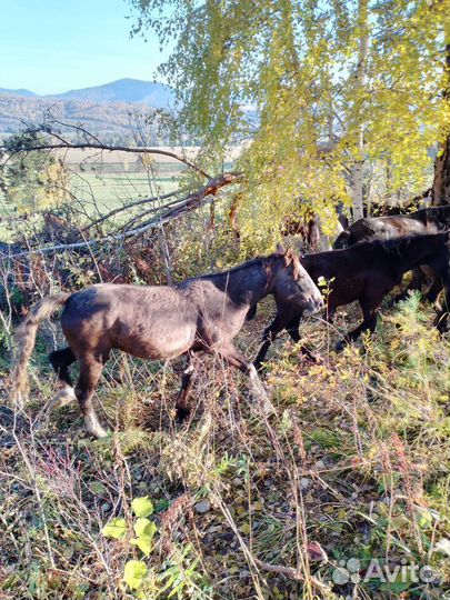 Орловской породы