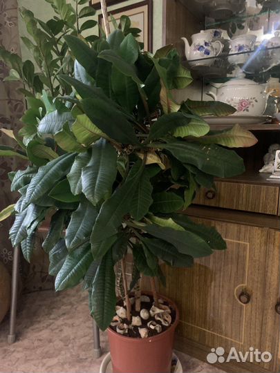 Продам кактусы, несколько видов