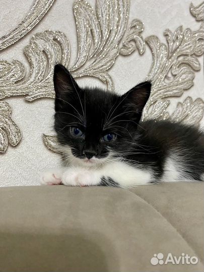 Сибирская кошечка