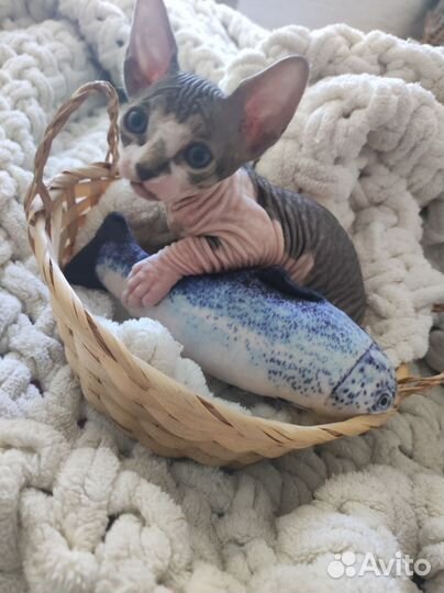 Канадский сфинкс