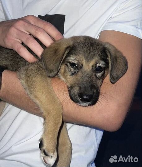 Собака в добрые руки щенок