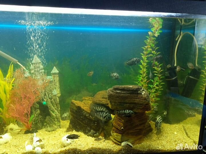 Аквариумные рыбки цихлиды