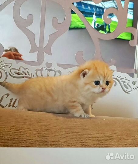 Котята золотая шиншилла