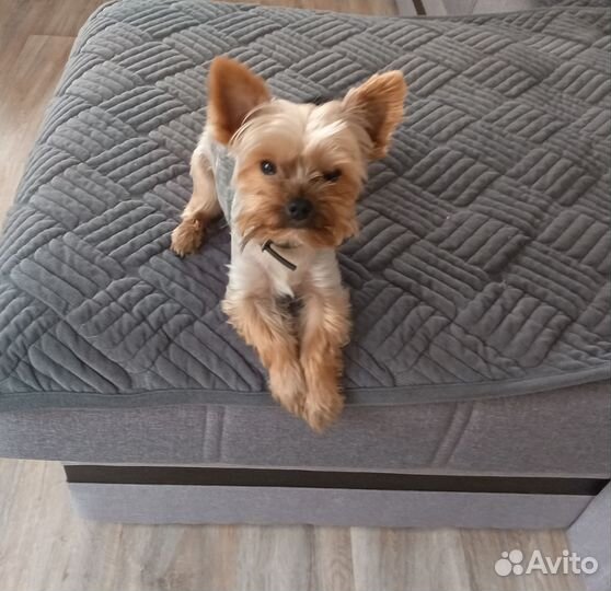 Йорк вязка