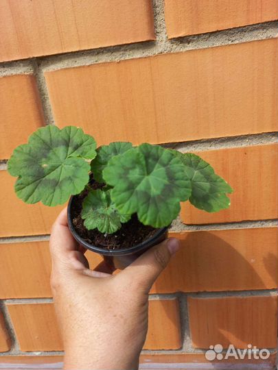 Пеларгония герань