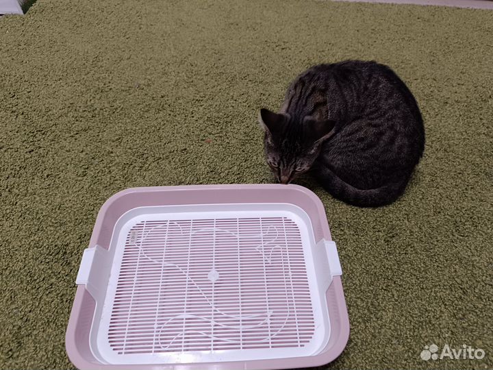 Лоток-тазик новый