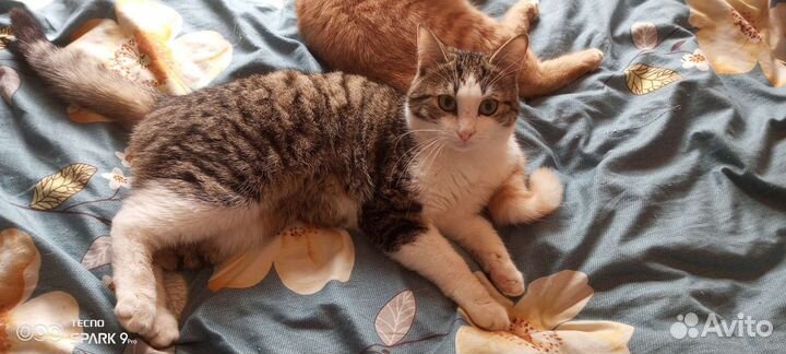 Коты бесплатно