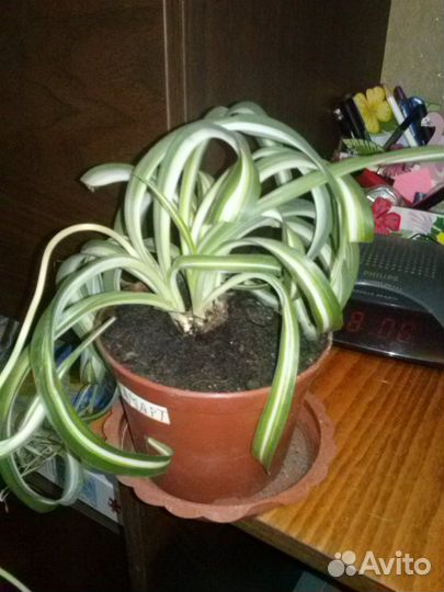 Хлорофитум Бонни кудрявый