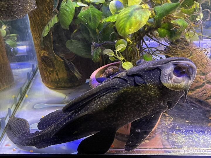 Аквариум с рыбками