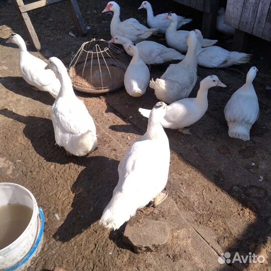 Мускусные утята