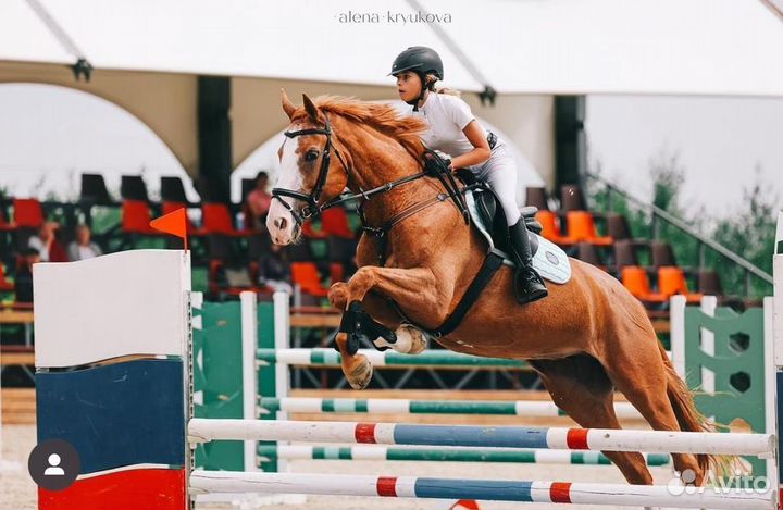 Продажа лошадей