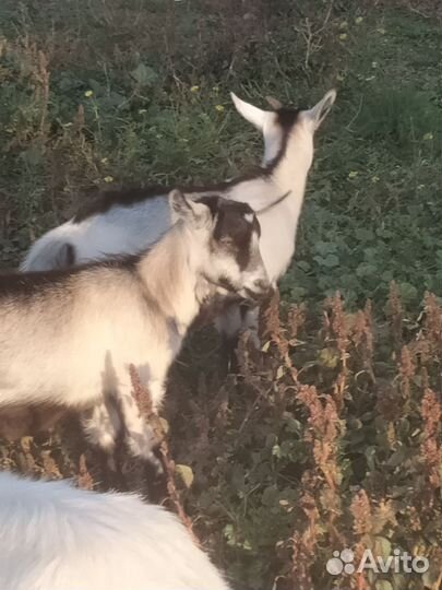 Козочки и козлики