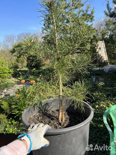 Растения для сада