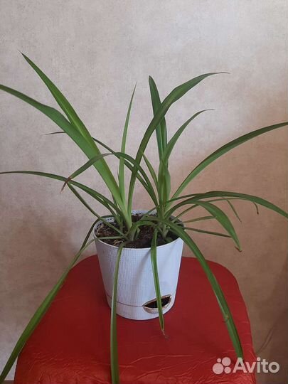 Хлорофитум