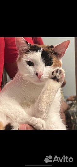 Кошка бесплатно