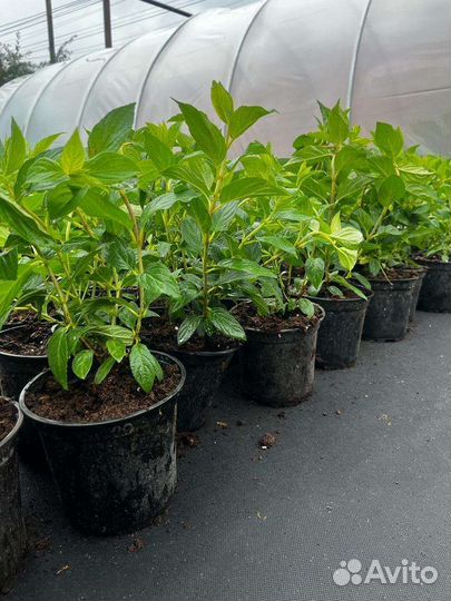 Саженцы гортензий бобо, Сандей фрайз