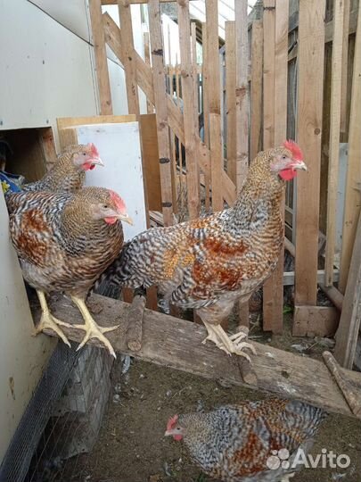 Яйцо инкубационное, петухи