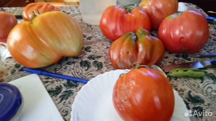 Томат Древнее сердце Акве Терме