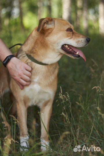 Собаки хотят гулять