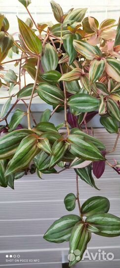 Традесканция мультиколор размер 45*45